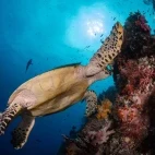 Hawksbill turtle in Indonesia.