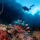 Diver & lionfish in Indonesia.