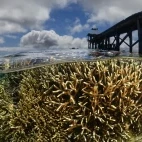 House reef & jetty at Coral Eye Resort in Bangka Archipelago, Indonesia