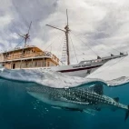 External view of Komodo Aggressor from the water, with whale shark, in Indonesia.