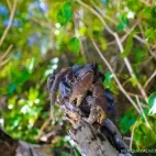 Coconut crab in a tree, Indonesia.