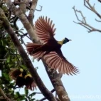 A bird of paradise in Indonesia.