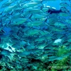 Shoal of big-eye trevally with a diver, in Raja Ampat, Indonesia.