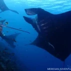 Manta rays in Raja Ampat, Indonesia.