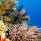 Soft corals and feather star in Raja Ampat, Indonesia.