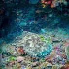 A wobbegong shark in Raja Ampat, Indonesia.