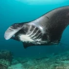 Manta ray in Raja Ampat, Indonesia.