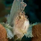 Leaf scorpionfish in Indonesia.