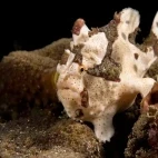 Painted frogfish in Indonesia.
