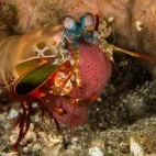 Peacock mantis shrimp with eggs in Indonesia.
