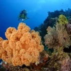 Coral reef & diver in Indonesia