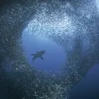 Blacktip shark with sardine school in the Visayas, the Philippines.
