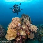 Diver with coral reefs in the Philippines.