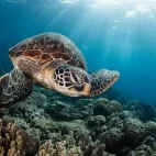 Green turtle in the Philippines.