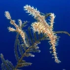 Ornate ghost pipefish in the Philippines.