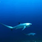 Thresher shark in Malapascua, the Philippines.