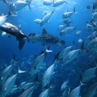 Whale shark in Tubbataha, the Philippines
