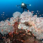 Diver & fan coral in the Philippines