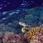 Hawksbill turtle in the Philippines.