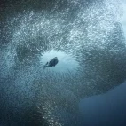 Sardine school in the Visayas, the Philippines.