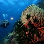 Sponge barrel coral & feather duster in the Philippines