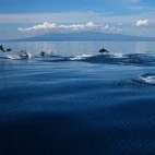 Dolphin watching tour from Atmosphere Resort & Spa. Holiday accommodation in Dauin, Philippines.