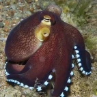Coconut octopus near Atmosphere Resort & Spa. Holiday accommodation in Dauin, Philippines.