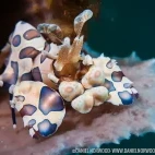Harlequin shrimp near Atmosphere Resort & Spa. Holiday accommodation in Dauin, Philippines