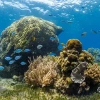 House reef near Atmosphere Resort & Spa. Holiday accommodation in Dauin, Philippines.