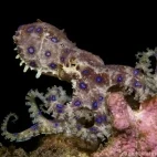Blue-ringed octopus near Atmosphere Resort & Spa. Holiday accommodation in Dauin, Philippines