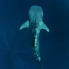 Whale shark near Atmosphere Resort & Spa. Holiday accommodation in Dauin, Philippines.