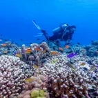 Coral reef in Tubbataha, the Philippines