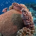 Coral reef in the Philippines