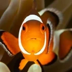 A clown fish emerged from its anemone home, in the Philippines.