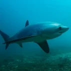 View of a thresher shark, with large eyes and tail.
