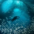 Diver amongst a bait ball in the Philippines.