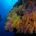 Diver exploring a wall of coral in the Phillipines.