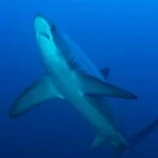 Thresher shark swimming through the water in the Philippines.