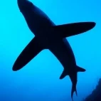 Silhouette of a thresher shark in the Philippines.