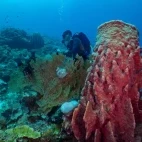 Diver alongside large soft coral in the Philippines.