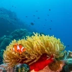 An anenome fish in an anenome.