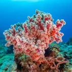 A soft coral in the Philippines.