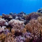 A colourful reefscape.
