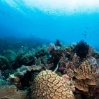 A reefscape featuring a sea snake, in the Philippines.