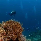 Diver exploring a reefscape.