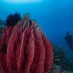 A soft coral in the Philippines.