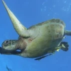 Turtle diving with fish, in the Philippines.