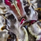 Flamboyant cuttlefish in Anilao, the Philippines.