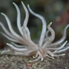 Phyllodesmium briareum sea slug in Anilao, the Philippines.