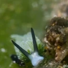 Shaun the sheep leaf sea slug in Anilao, the Philippines.